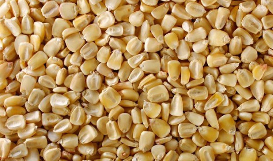 Indican que crece  la certificacioacuten en semillas de maiacutez