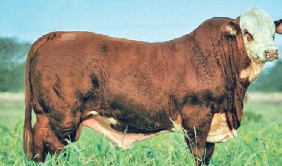 Subastaraacuten 300 reproductores de alta geneacutetica en Quimiliacute