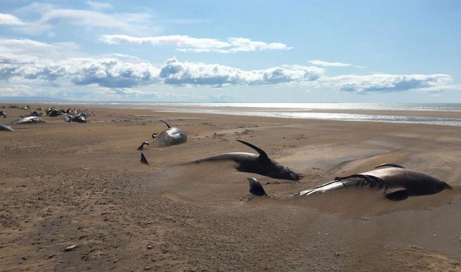 Paseaban en helicoacuteptero y encontraron ballenas enterradas en una playa