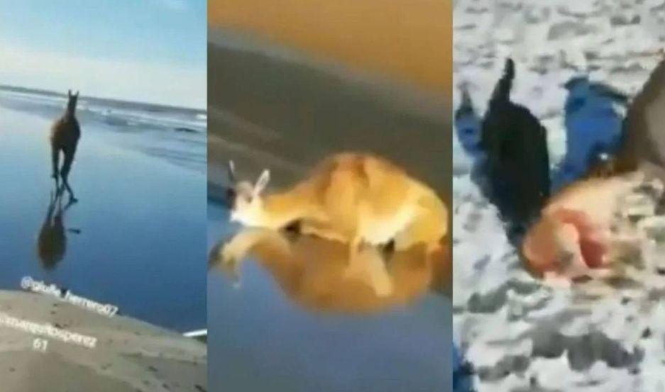 VIDEO  Joacutevenes embistieron a un guanaco y compartieron las imaacutegenes en Instagram