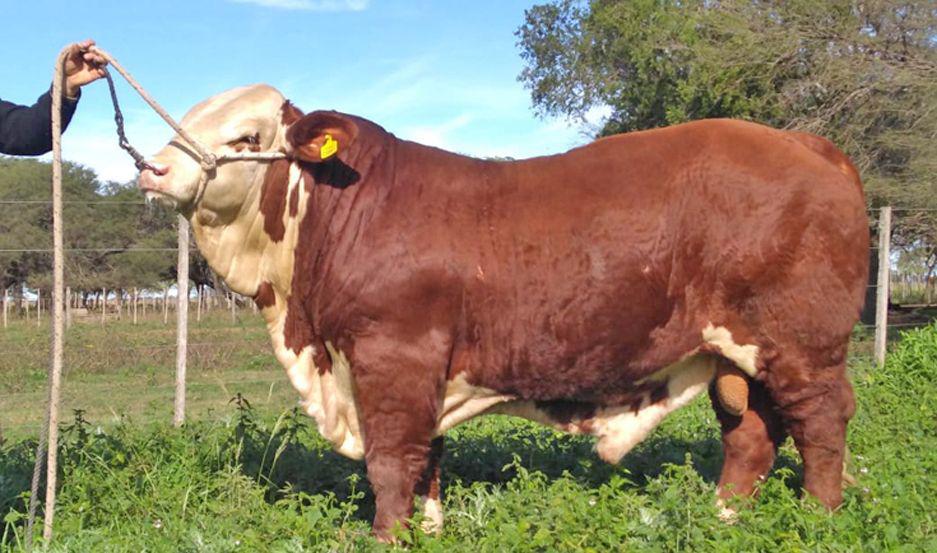 Santiago tendraacute presencia en La Rural de  Palermo 2019 con ejemplares de la raza Braford