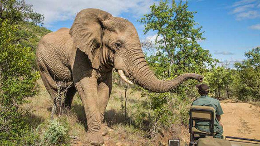 Un elefante aterroriza a un grupo de turistas en Sudaacutefrica