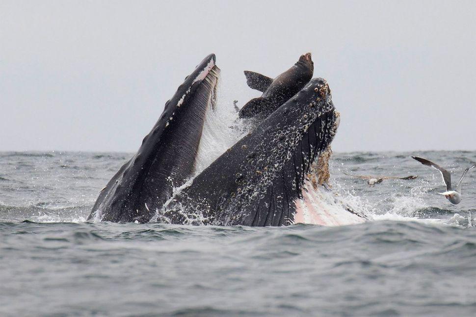 Captan el momento justo en que un leoacuten marino es devorado por una ballena