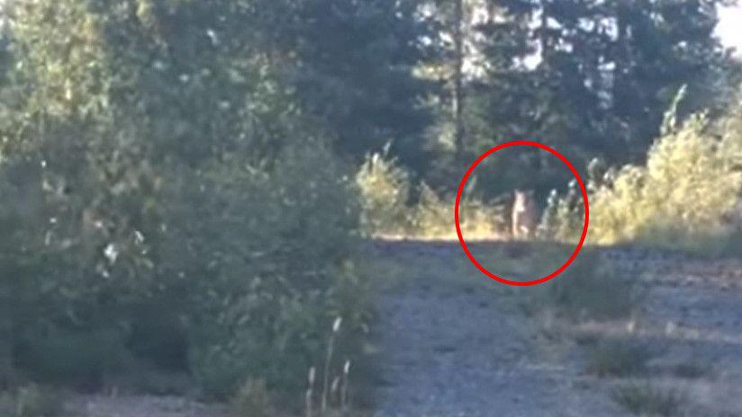 Gracias a Metallica una mujer se salvoacute de ser devorada por un puma