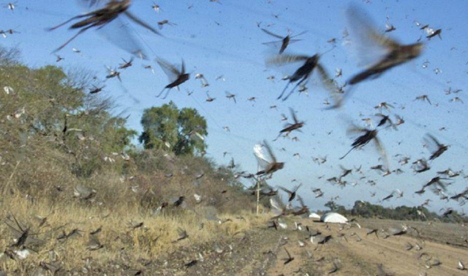 La manga de langostas maacutes grande del paiacutes llegoacute a Santiago  y preocupa el ataque a cultivos