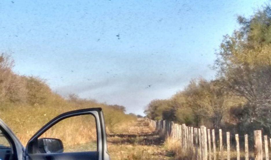 Buscan combatir la plaga desde el aacutembito  puacuteblico y privado y piden denunciar su presencia