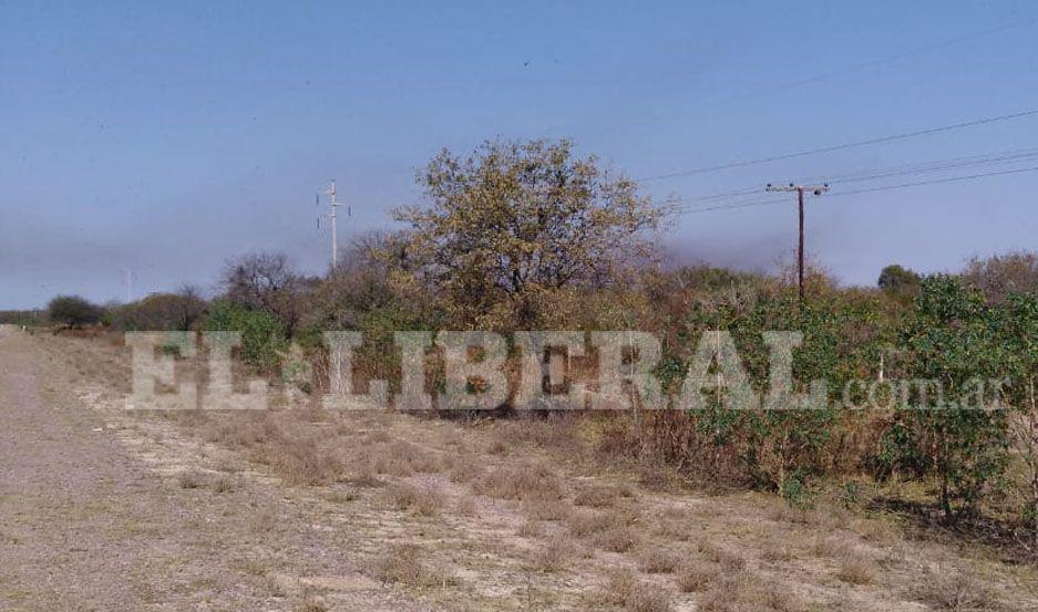 Productores del interior en alerta por un nuevo frente de langostas