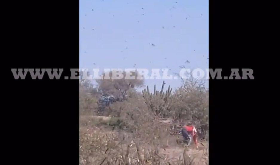 VIDEOS  Impresionante ataque de langostas cerca de Loreto