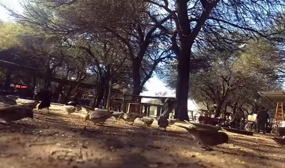 VIDEO  El ritual con el que Froilaacuten alimenta a los pajaritos