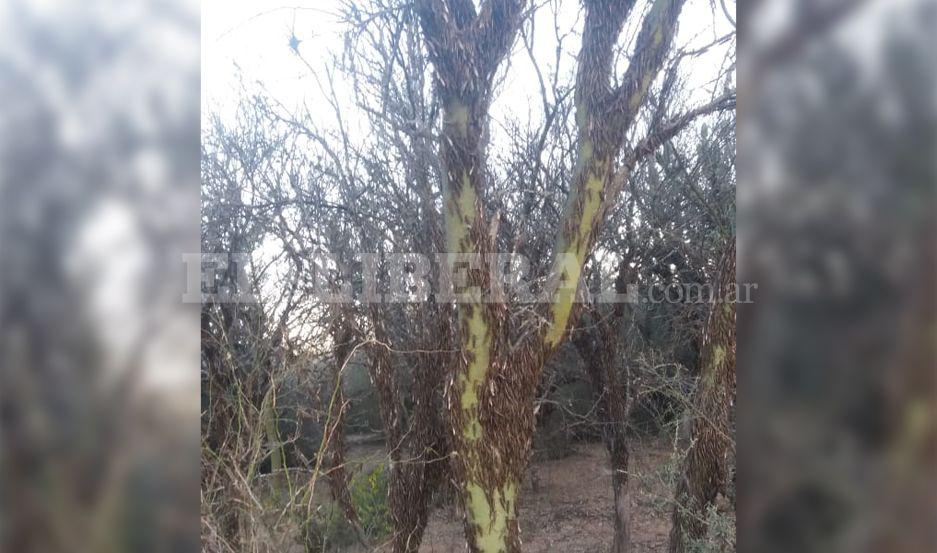 VIDEO Una manga de langostas invadioacute un paraje y causoacute alarma entre los vecinos