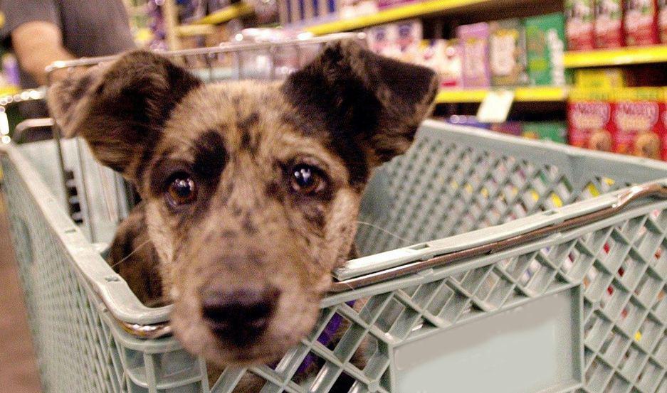Interrumpieron la venta de alimentos para mascotas