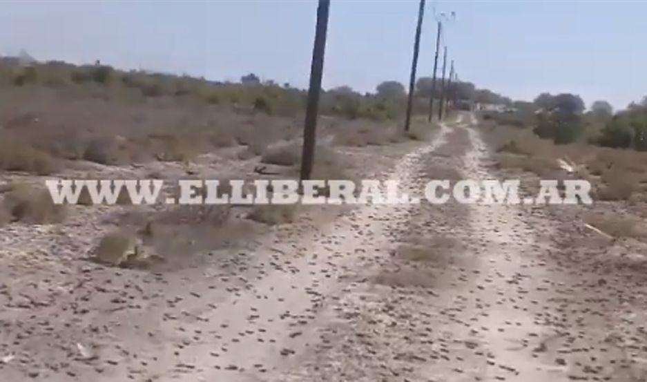 VIDEO  Conductores en peligro por las langostas cerca de Loreto