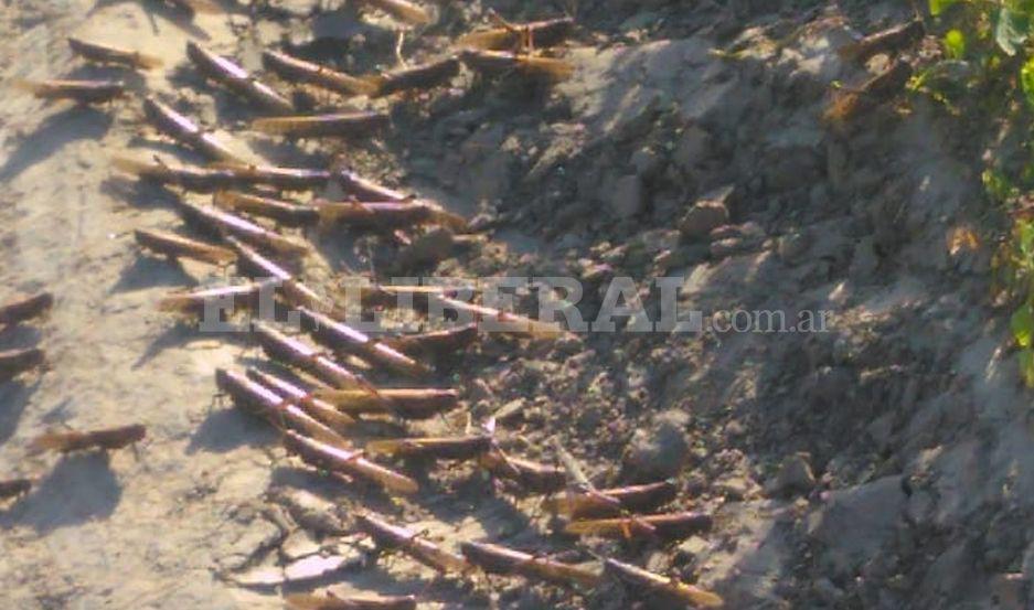 VIDEO Las langostas llegaron a Fernaacutendez y se acercan a ciudad capital