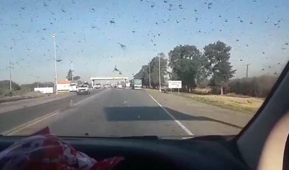 Las langostas se acercan a la capital y dependemos del viento para desviar su freneacutetico avance