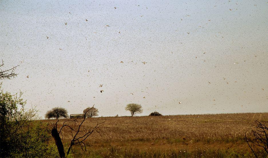 Continuacutea el alerta por la langosta- Santiago es la provincia maacutes afectada