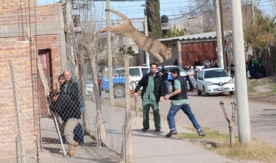 VIDEO  Un puma despertoacute en una obra en construccioacuten y desatoacute el paacutenico