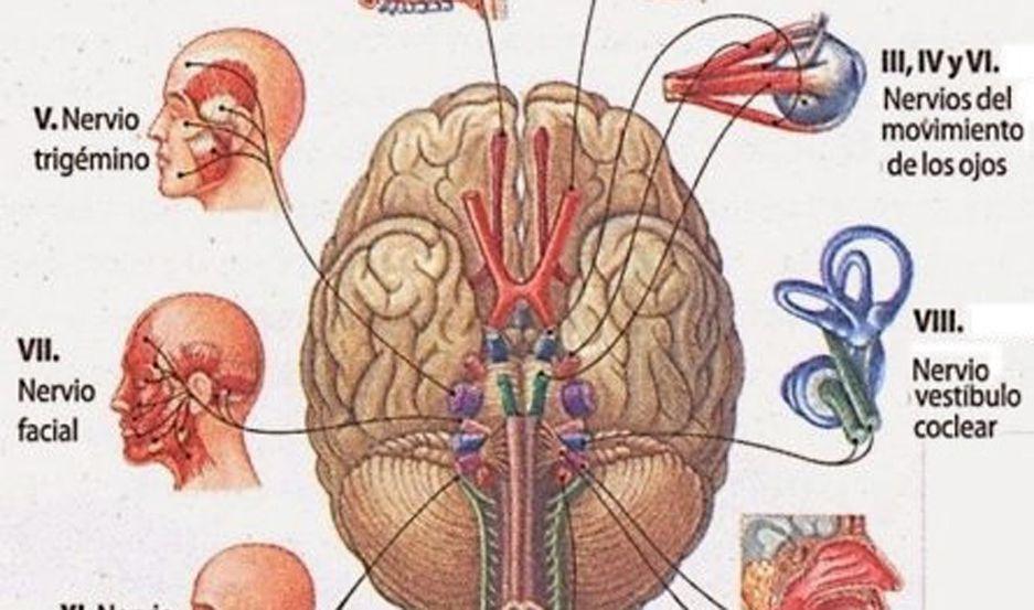 Pares craneales- los 12 nervios que salen del cerebro