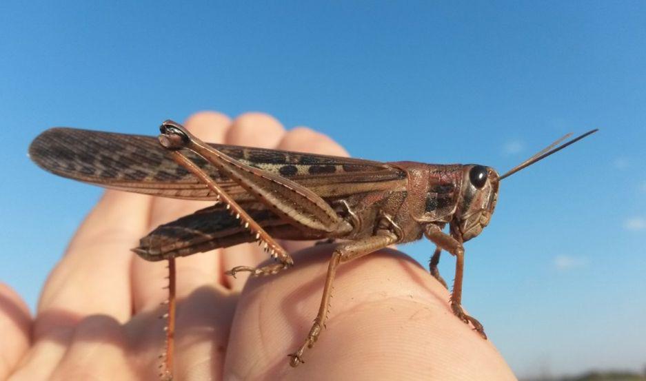 Queacute son las langostas y tucuras y cuaacutel es la diferencia