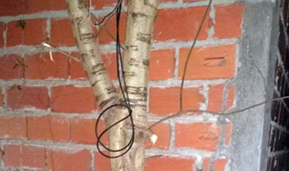 Salvan a un joven que intentoacute quitarse la vida ahorcaacutendose de un aacuterbol