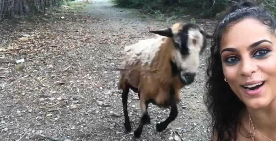 VIDEO  Atacada por una cabra