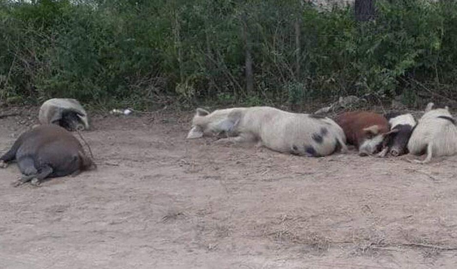 No habriacutean sido los chanchos sino perros los que la devoraron