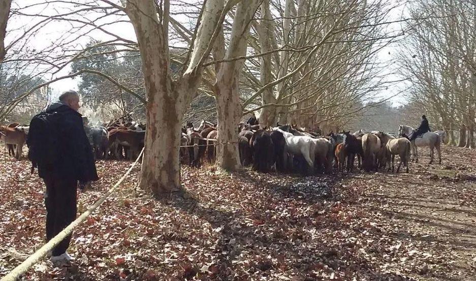 Rescatan 420 caballos que se encontraban con signos de desnutricioacuten