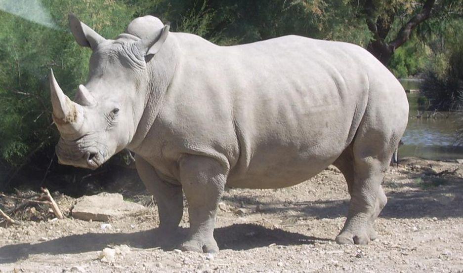 VIDEO  Investigadores trabajan para salvar al rinoceronte blanco de la extincioacuten