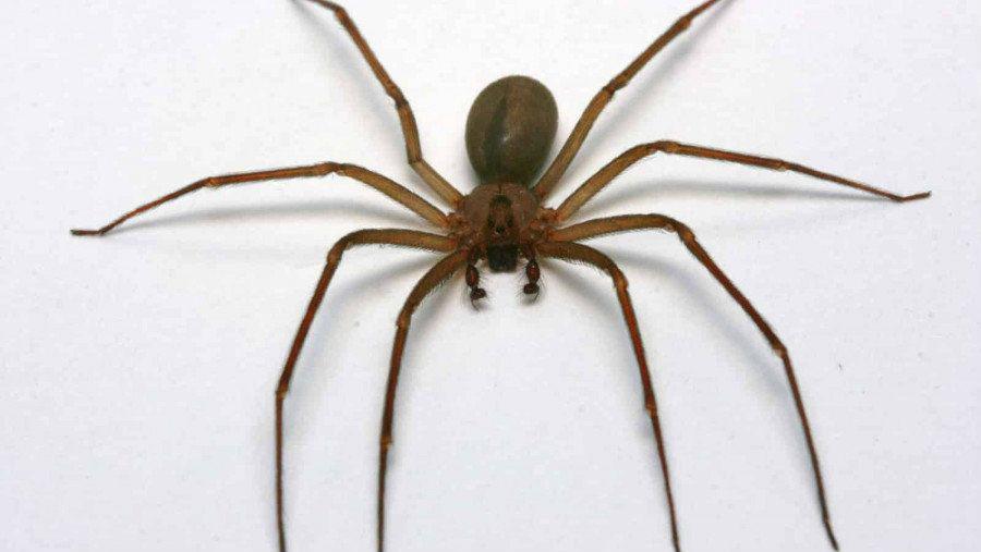 Una mujer teniacutea una arantildea venenosa dentro de un oiacutedo