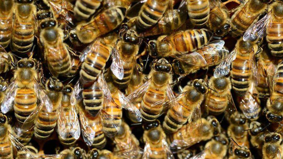 Un enjambre de abejas se poso sobre la cola de un hombre