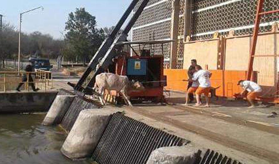 Rescatan a un vacuno que se habiacutea precipitado al Canal Matriz en La Banda