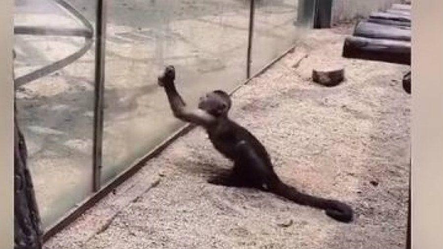 Un monito se volvioacute loco