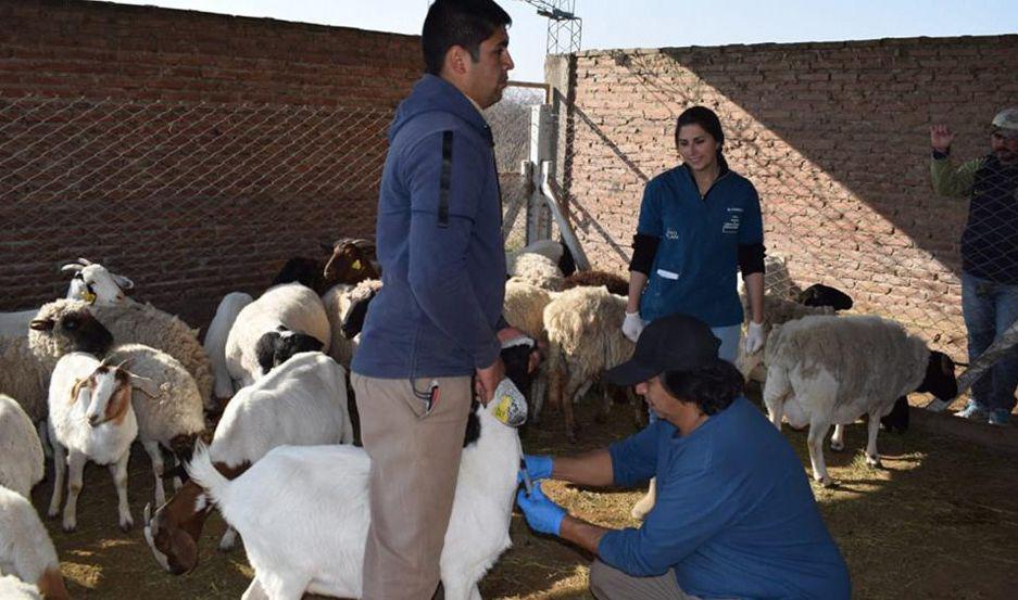 Realizaron un anaacutelisis de brucelosis y necropsia en ganado caprino
