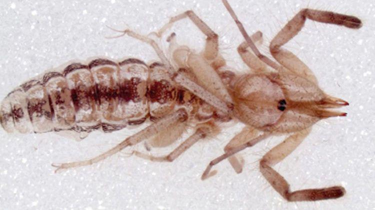 Descubren una nueva especie de arantildea camello en Santiago del Estero