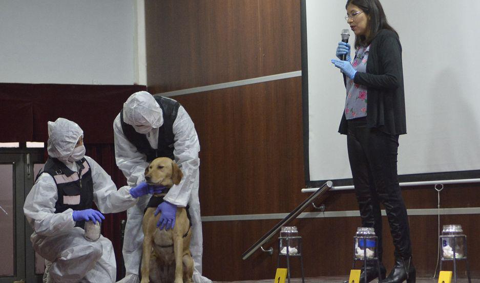 Perros y olores aliados originales para investigaciones criminales seguacuten estilo de expertos saltentildeos