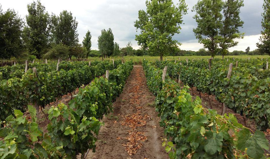 Empresarios locales desarrollan el primer vino certificado de Santiago del Estero