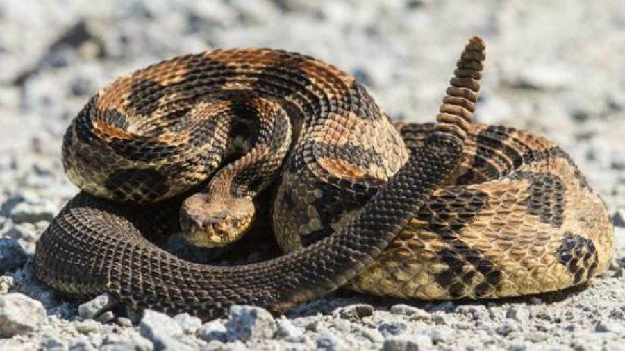 Increiacuteble hallazgo de una serpiente cascabel