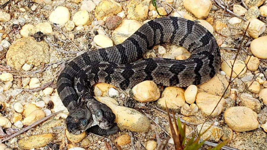 Increiacuteble hallazgo de una serpiente cascabel