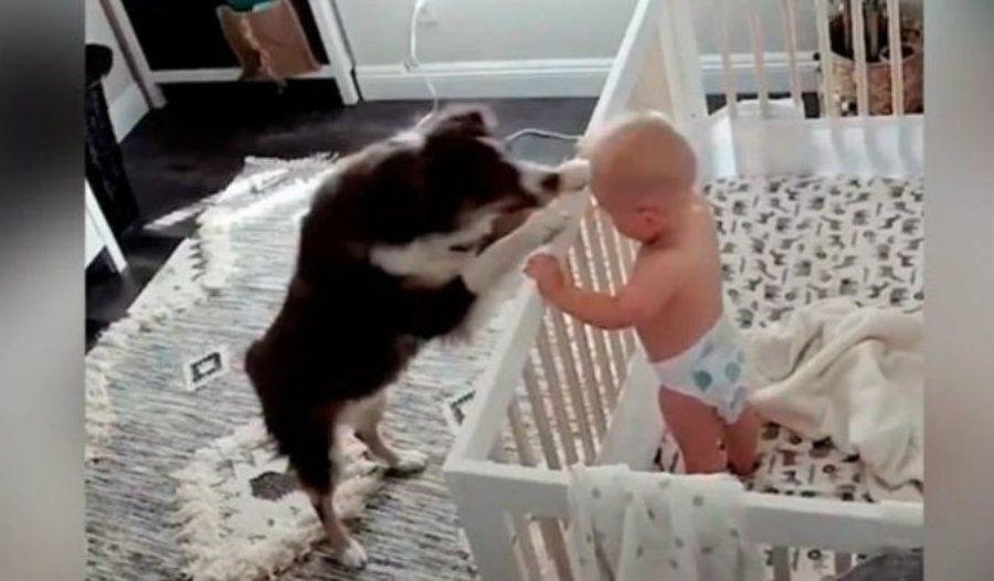Un perro cuida a un bebe