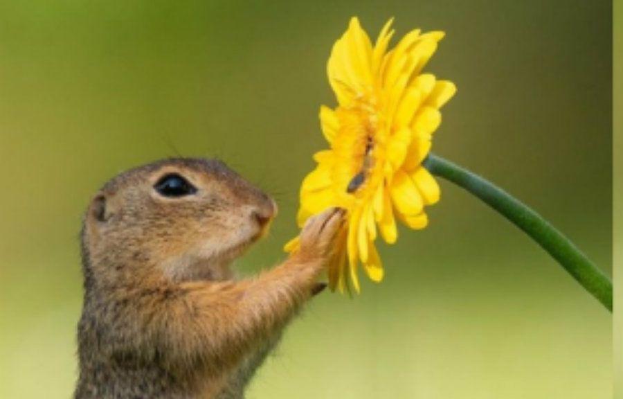 La hermosa postal de una ardilla oliendo una margarita