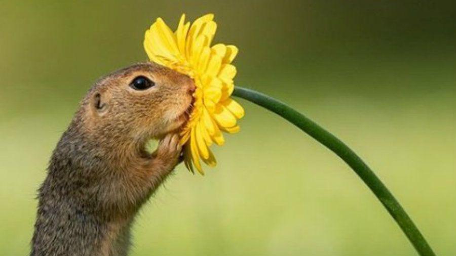 La hermosa postal de una ardilla oliendo una margarita