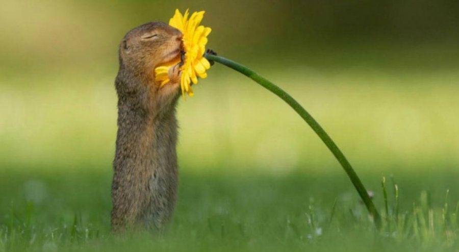 La hermosa postal de una ardilla oliendo una margarita