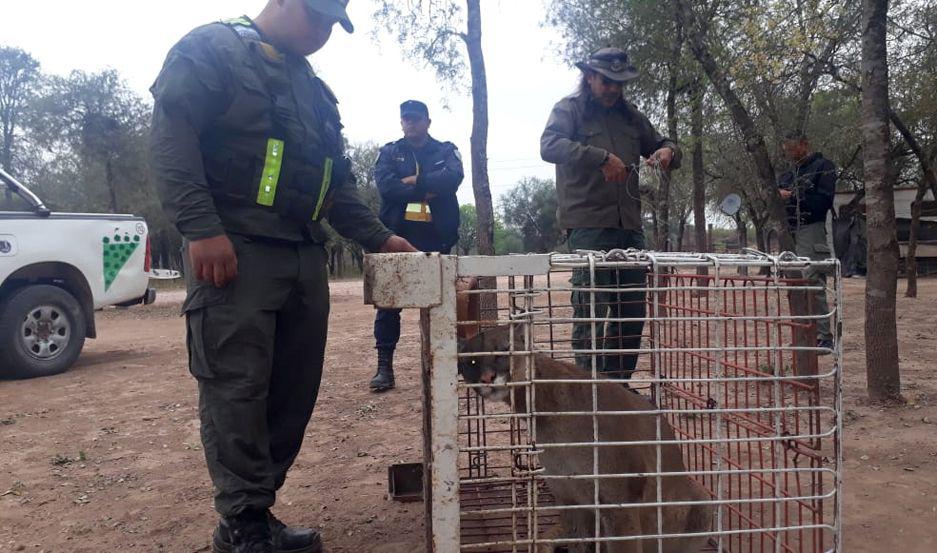 Rescatan a un puma que estaba atado con cadenas a un rbol