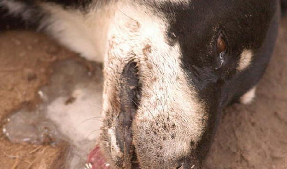 Halloacute a un desconocido durmiendo en su casa lo echoacute y al volver encontroacute a su perro sin viacutesceras