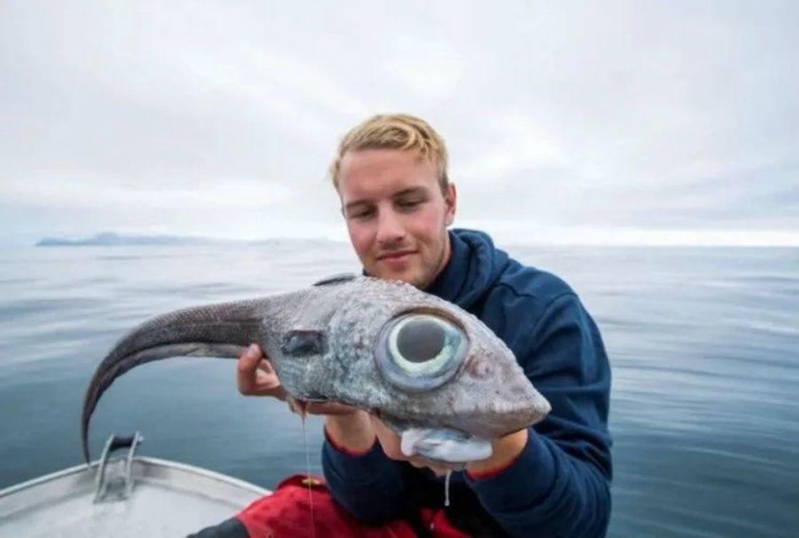 Un monstruoso pez aparecioacute en Noruega