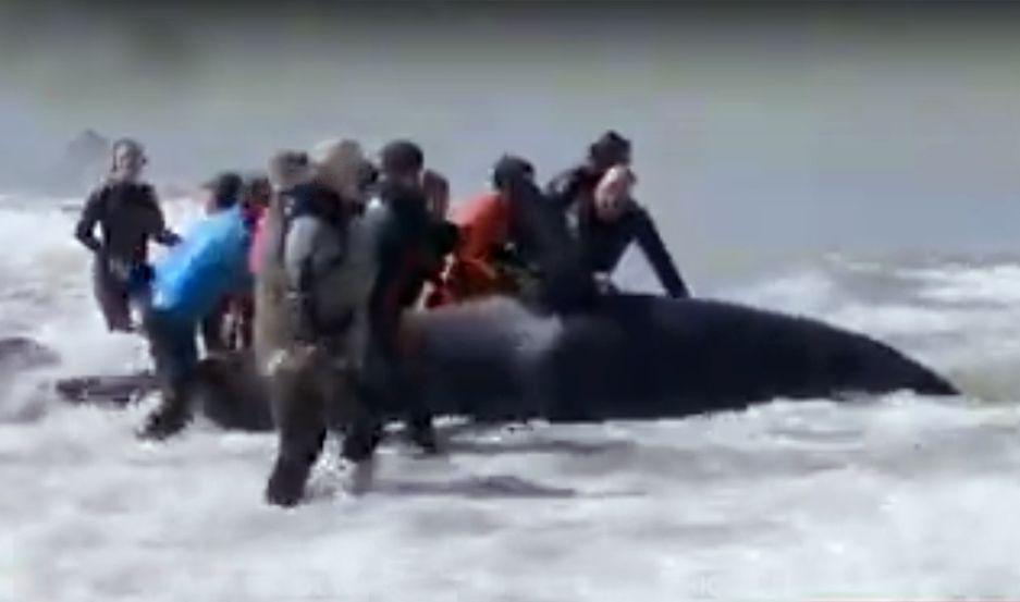 Siete orcas aparecieron varadas- una murioacute cuatro regresaron al agua y asisten a las otras dos