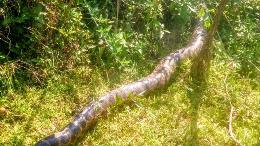 Gigante anaconda en Entre Riacuteos