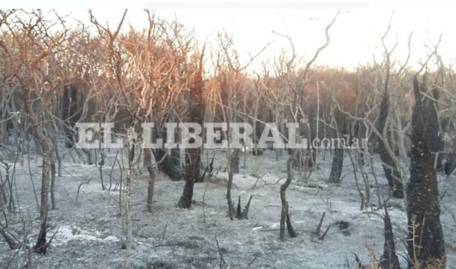 Numerosas hect�reas se vieron afectadas por los incendios forestales