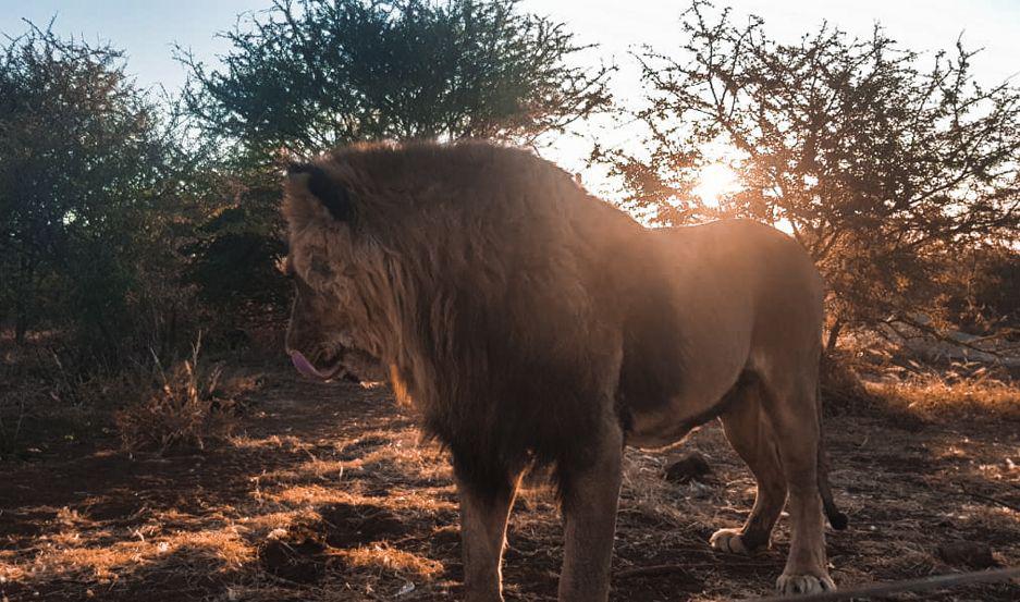 FOTOS Y VIDEOS  Asiacute viven los leones y tigres trasladados desde Santiago hacia Sudaacutefrica