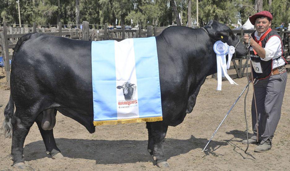 Los jurados de ExpoBra destacaron la calidad geneacutetica de la ganaderiacutea local