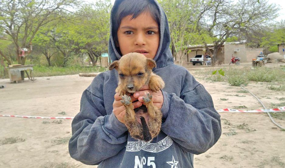 Un perrito el eterno compantildeero de Ana Beleacuten